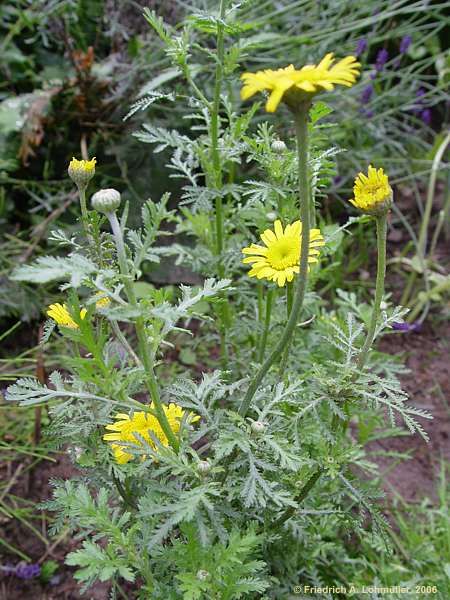 Anthemis tinctoria