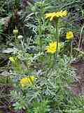 Anthemis tinctoria