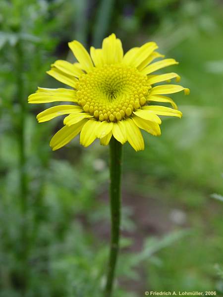 Anthemis tinctoria