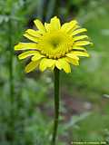 Anthemis tinctoria