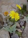 Arnica montana