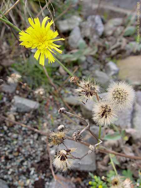 Arnica montana