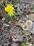 Arnica montana