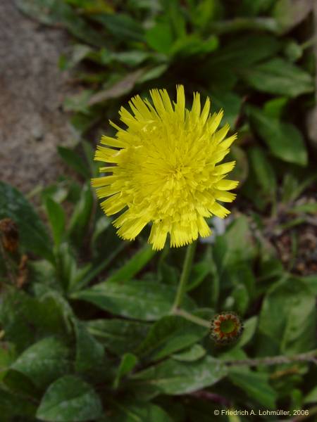 Arnica montana