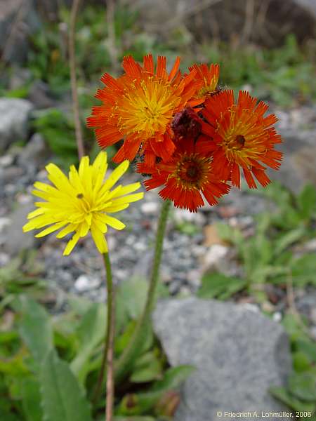 Arnica montana