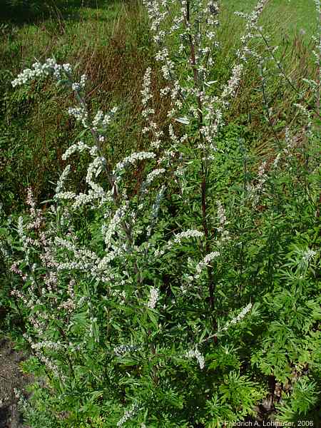 Artemisia vulgaris