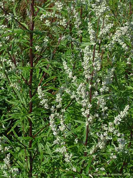 Artemisia vulgaris