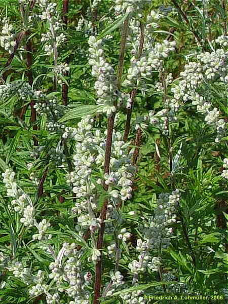 Artemisia vulgaris