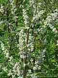 Artemisia vulgaris