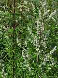 Artemisia vulgaris