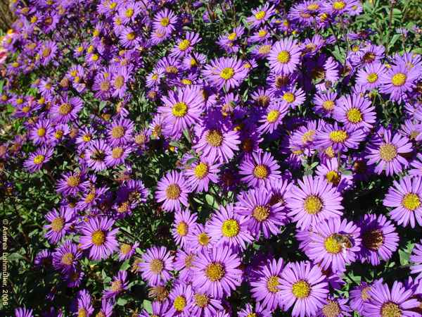 Aster amellus