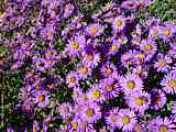 Aster amellus