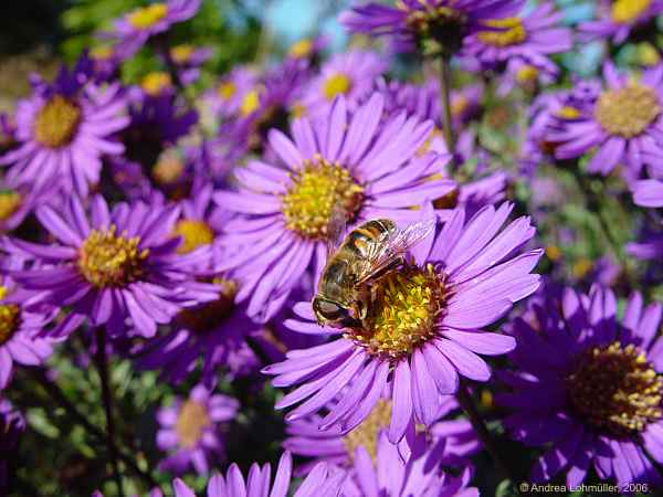 Aster amellus