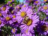 Aster amellus