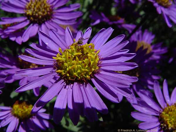 Aster amellus