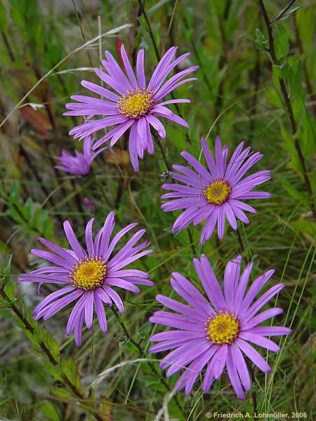 Aster amellus