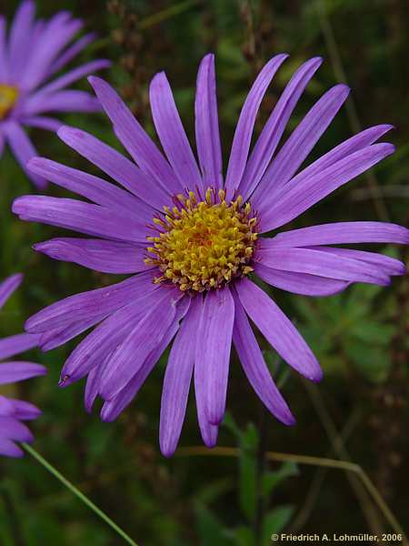 Aster amellus