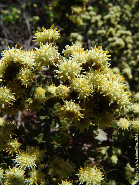 Baccharis halimifolia