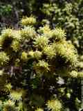 Baccharis halimifolia