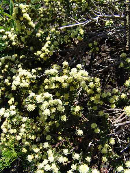 Baccharis halimifolia