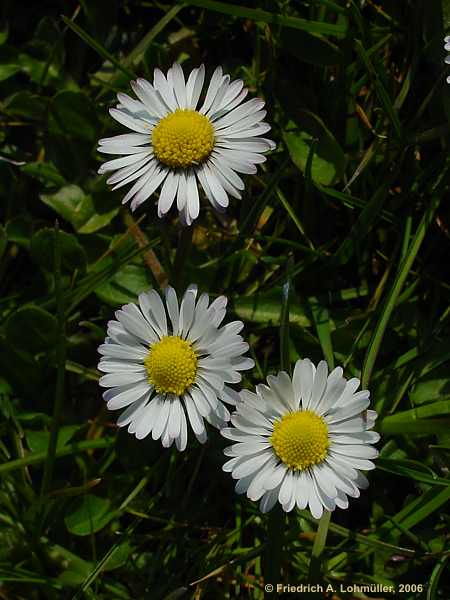 Bellis perennis