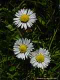 Bellis perennis