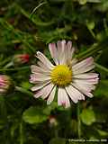 Bellis perennis