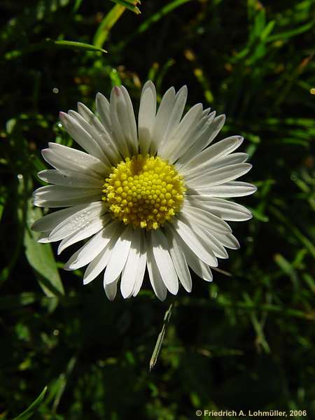 Bellis perennis