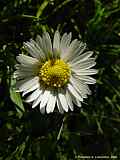 Bellis perennis