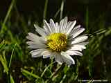 Bellis perennis