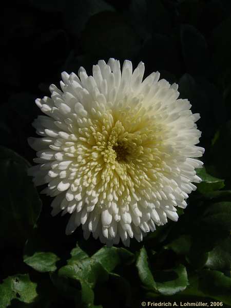 Bellis perennis