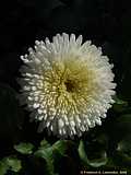 Bellis perennis