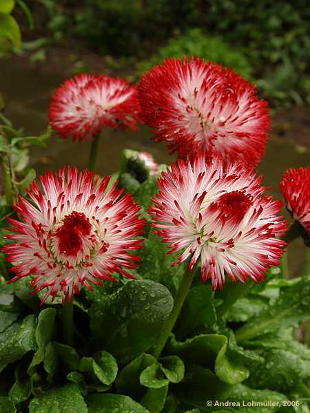 Bellis perennis