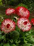 Bellis perennis