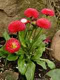 Bellis perennis