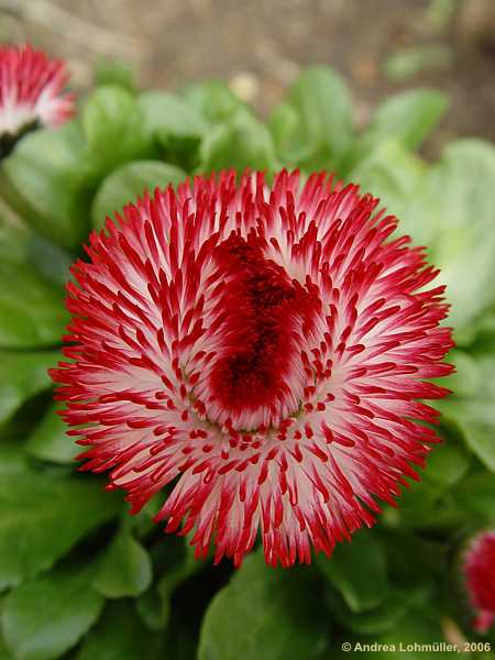 Bellis perennis