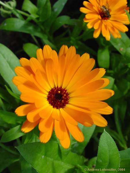 Calendula officinalis