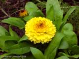 Calendula officinalis