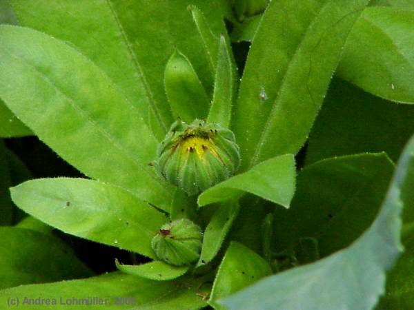 Calendula officinalis