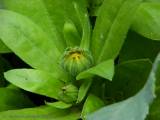 Calendula officinalis