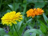 Calendula officinalis