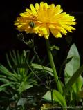 Calendula officinalis