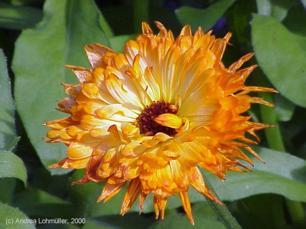 Calendula officinalis