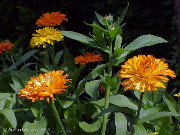 Calendula officinalis