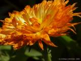 Calendula officinalis