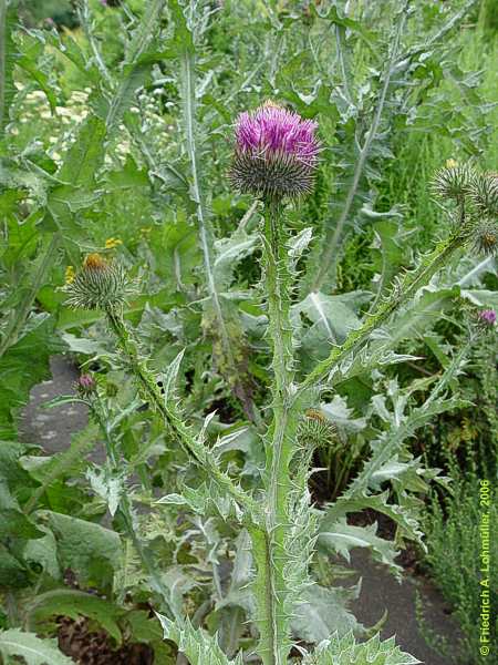 Carduus defloratus