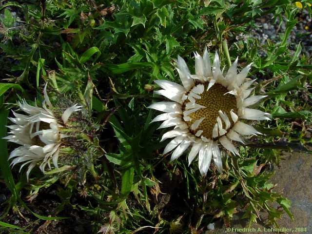 Carlina acaulis - carline thistle - Silberdistel