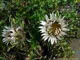 Carlina acaulis