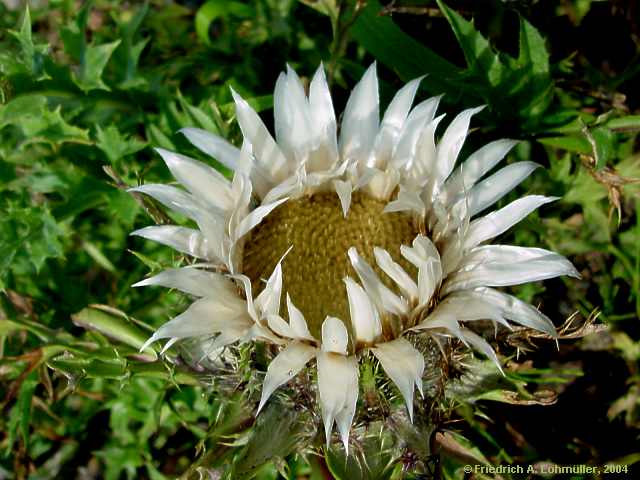 Carlina acaulis - carline thistle - v