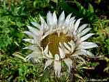 Carlina acaulis